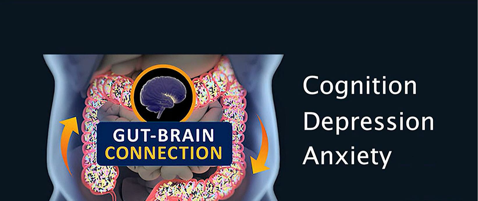 diagram of gut-brain connection